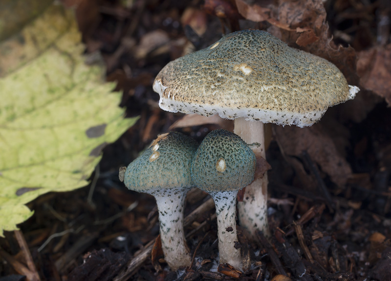 Lepiota grangei